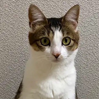 カメラ目線すぎるネコ　　坂西智子さん