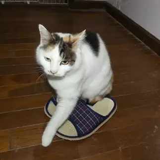 粋すぎるネコ　　たくママさん