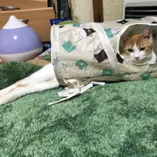 美脚すぎるネコ　　ひまわりさん