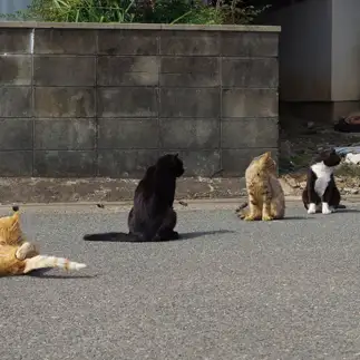 まっすぐすぎるネコ　　みやさん