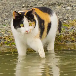 湯加減を気にしすぎるネコ　　PEN-NEKOさん