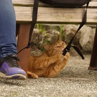 リュックと遊びたすぎるネコ　　PEN-NEKOさん