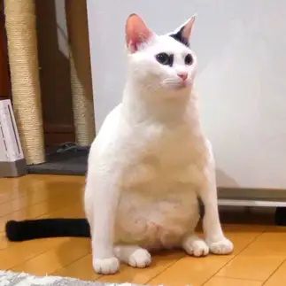 ペンギンすぎるネコ　　ごましおさん