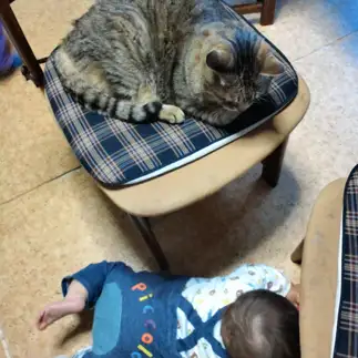 高みの見物すぎるネコ　　あきとまさん