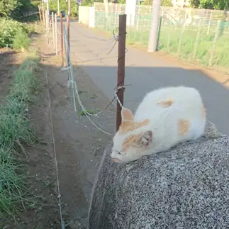 場所取りセンスがありすぎるネコ　　ねこもちゃんさん