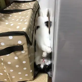 挟まりすぎるネコ　　あやあやさん