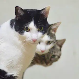 バランスよく並びすぎるネコ　　kucoさん