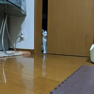 家政婦は見たすぎるネコ　　田村真理子さん