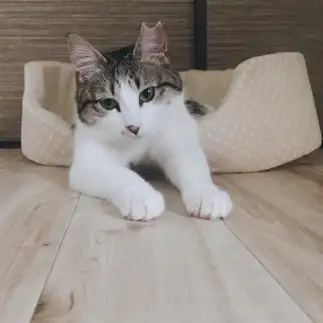 親分すぎるネコ　　yayaさん
