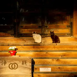 ありがたすぎるネコ　　ねこもさん