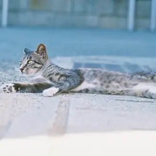 羽?を伸ばしすぎるネコ　　Takuyaさん