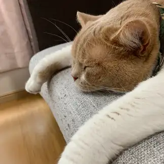 熟睡しすぎるネコ　　そらさん