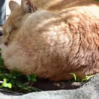 岩の上に岩すぎるネコ　　NECO丸さん