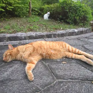寝すぎるネコ　　モル9さん