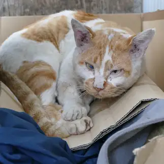 小屋の屋根を潰し開き直りすぎるネコ　　DELIGHTさん