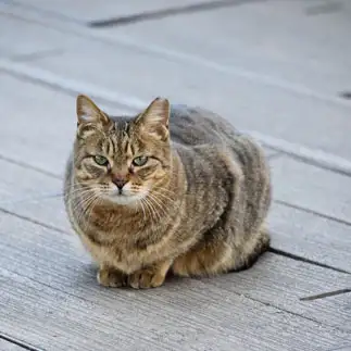 まるまるすぎるネコ　　こぶっちょさん