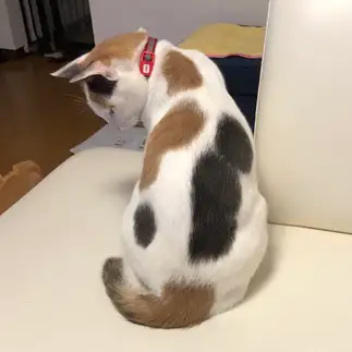 アートすぎるネコ　　ななんさん