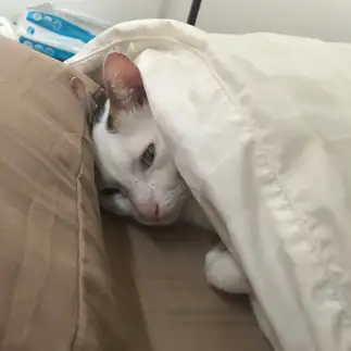まだ眠すぎるネコ　　寺内真実さん