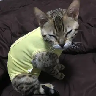 不機嫌すぎるネコ　　ひなひなさん