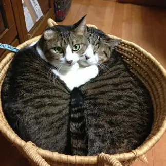 ラブラブすぎるネコ　　ちーちゃんさん