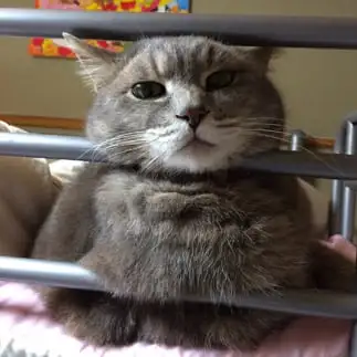 くいこみすぎるネコ　　ナンはなリリさん
