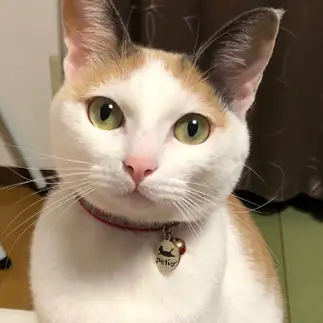 美人すぎるネコ　　ななんさん