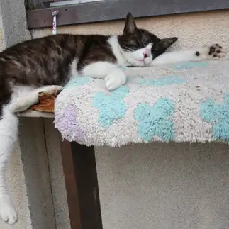 かぎかっこ(「)すぎるネコ　　おいにゃんさん
