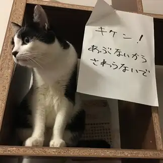 言うことを聞かなすぎるネコ　　石渡貴美子さん