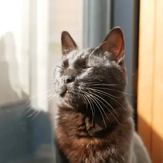 眩しすぎるネコ　　ボノモさん