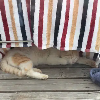 他人の家でくつろぎすぎるネコ　　ゆいこさん