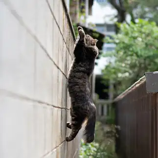 垂直すぎるネコ　　mittsuさん