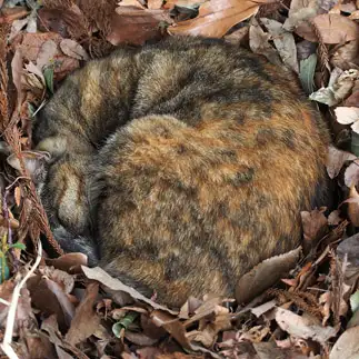 丸すぎるネコ　　仁科 研一さん