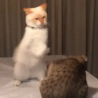 ボクサーすぎるネコ　　こさんたきゅーさん