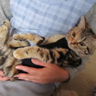 あまえんぼうすぎるネコ　　まりももさん