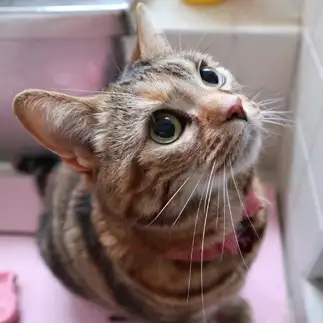 お母さんを待ちすぎるネコ　　まりももこさん
