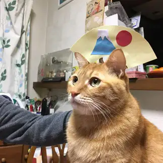 あっぱれすぎるネコ　　虎徹さん
