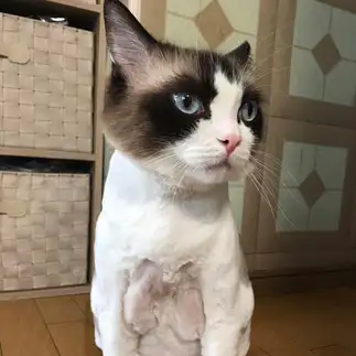 だらしなさすぎるネコ　　あかねさん
