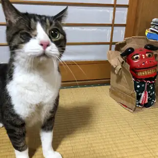 獅子舞直視できなすぎるネコ　　室井 恵理子さん