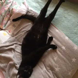 伸びすぎるネコ　　しましまむぎねこさん
