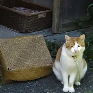 穏やかすぎるネコ　　キトキト こき1さん