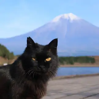 眼光鋭すぎるネコ　　キトキト こき1さん