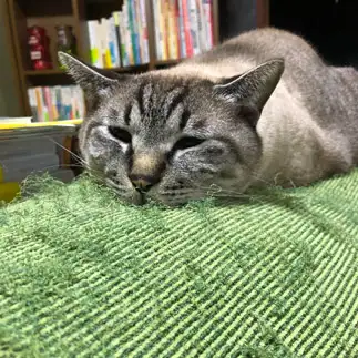 アザラシすぎるネコ　　北内 稚乃さん