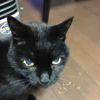ファンヒーターに近づきすぎるネコ　　大ちゃんさん