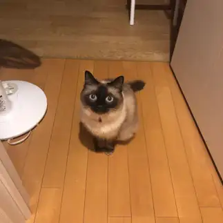 おやつは?すぎるネコ　　MEIさん