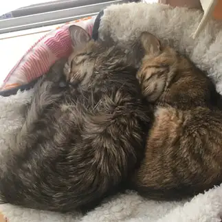 暑すぎるネコ　　麦とホップさん