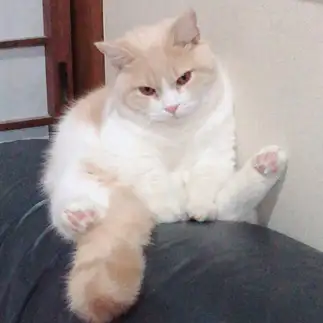 ふてくされすぎるネコ　　なあみさん