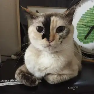 個性的すぎるネコ　　はるちゃんさん