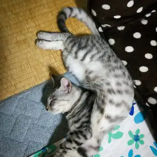 超軟体すぎるネコ　　ロクさん