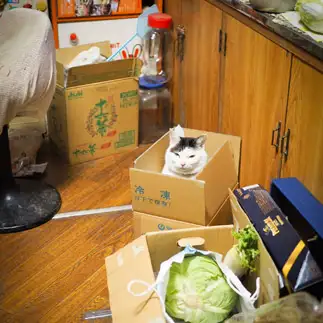 存在感がありすぎるネコ　　ロクさん
