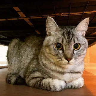 おさまりすぎるネコ　　坂口ありすさん